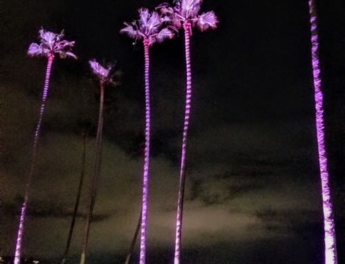 Palm Trees Uplighting Scripps Seaside Forum